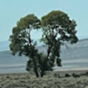 Meet your Posher, C n